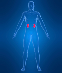 Kibow Probiotics & Prebiotics